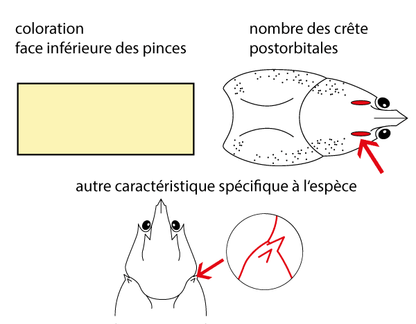 crevisse  pattes blanches (Austropotamobius pallipes)